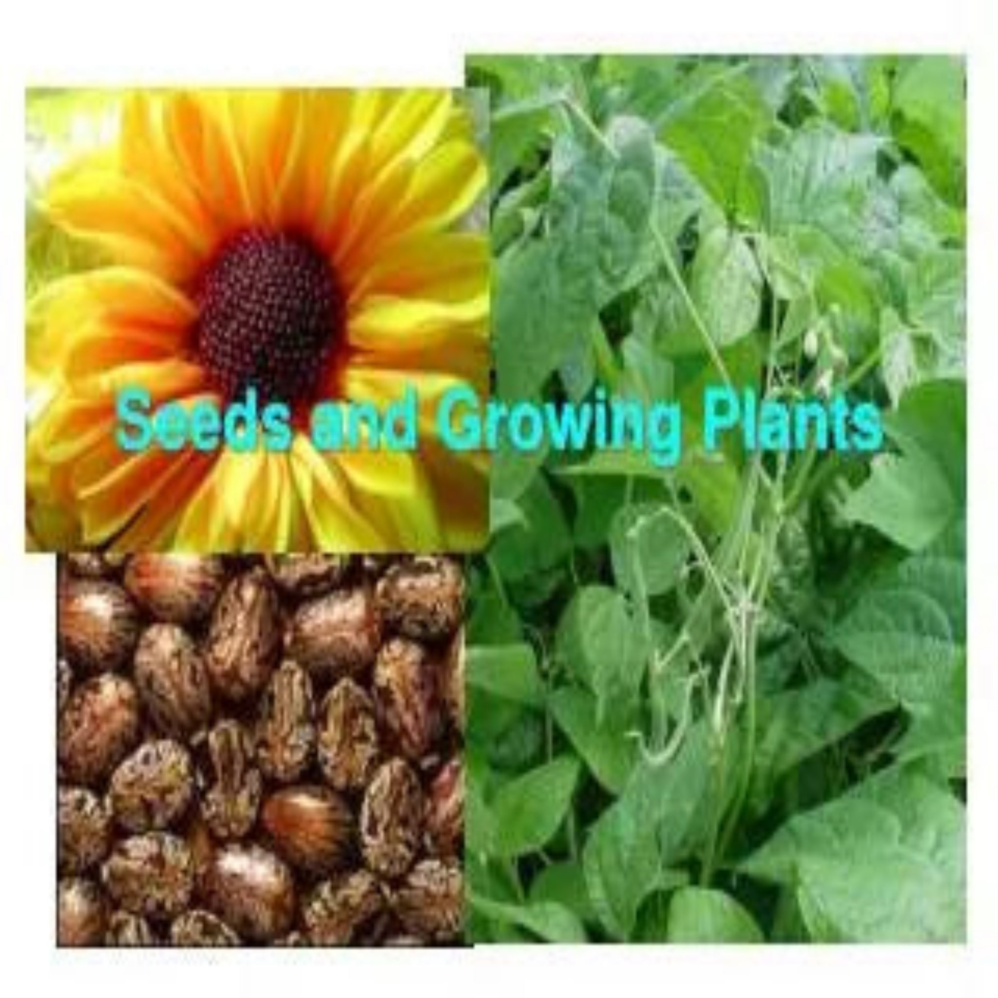 Plant-and-Seed