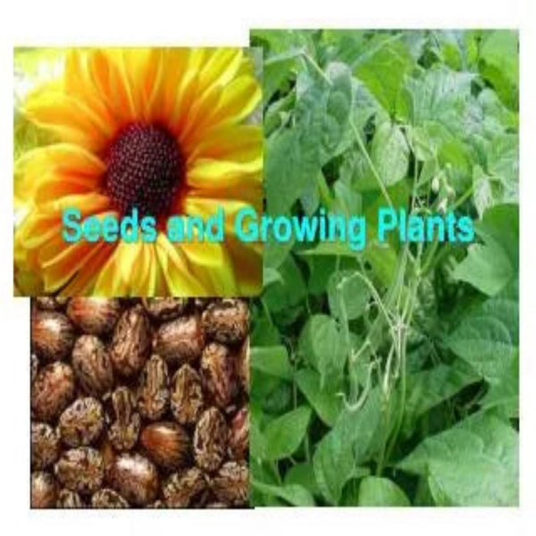 Plant-and-Seed